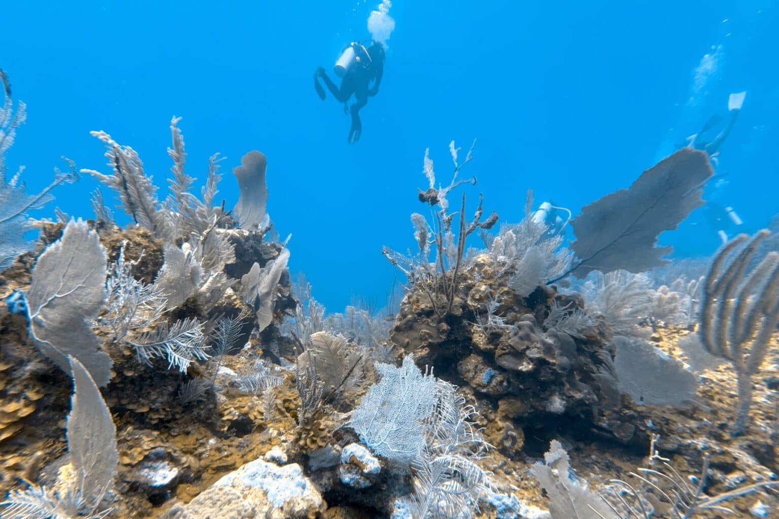 Belize Mesoamerican Barrier Reef