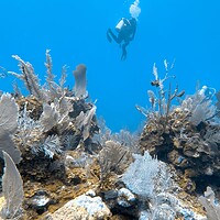 Belize Mesoamerican Barrier Reef