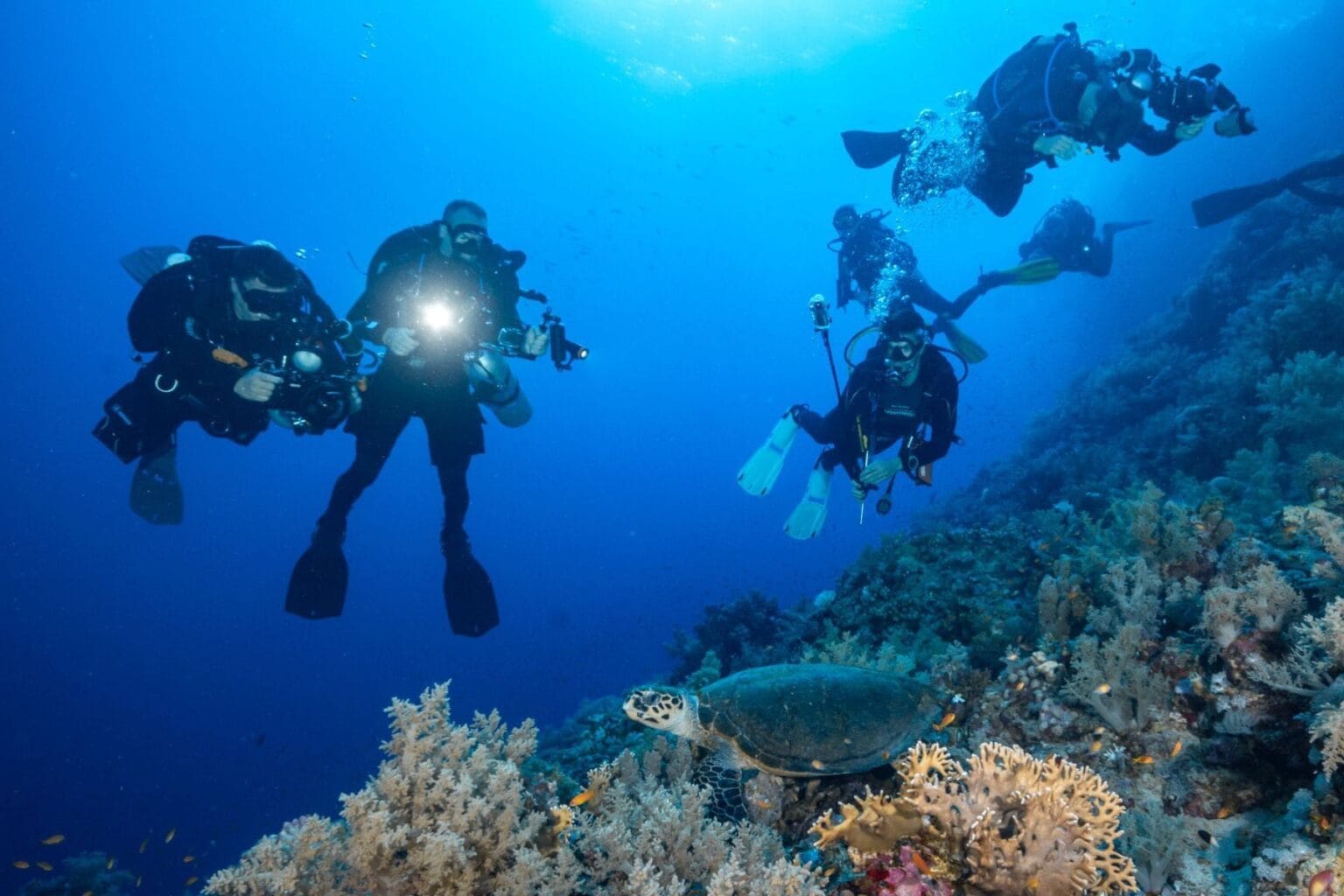 group of divers with camera housings and strobes photographing a turtle resting on a coral reef