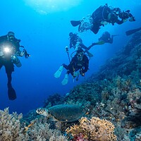 group of divers with camera housings and strobes photographing a turtle resting on a coral reef
