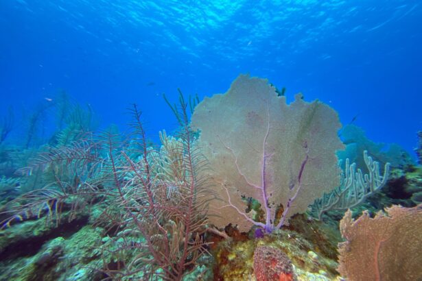 Sea fan and soft coral garden on a shallow reef under bright blue water