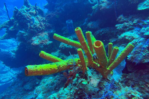 Yellow tube sponge growing out of a reef slope with blue water behind