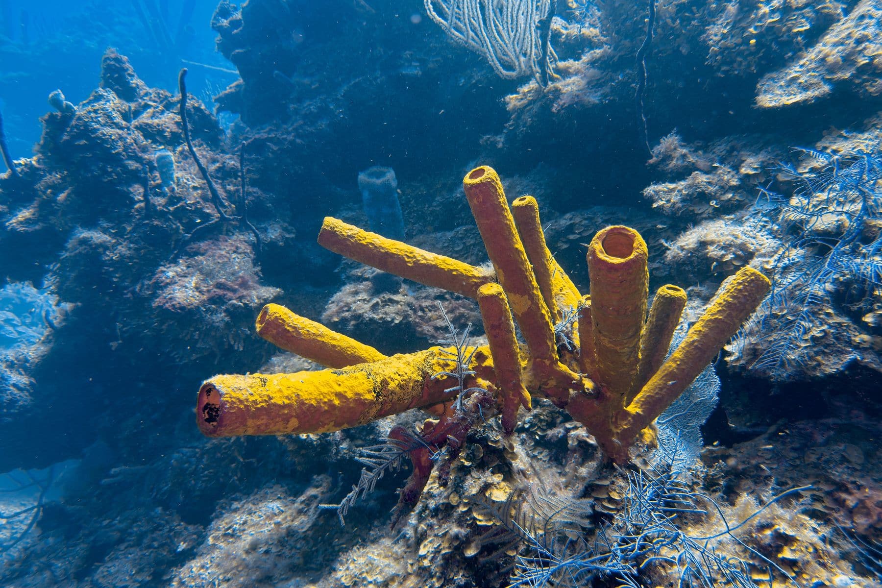 Yellow tube sponge growing on the reef at South Water Caye in Belize