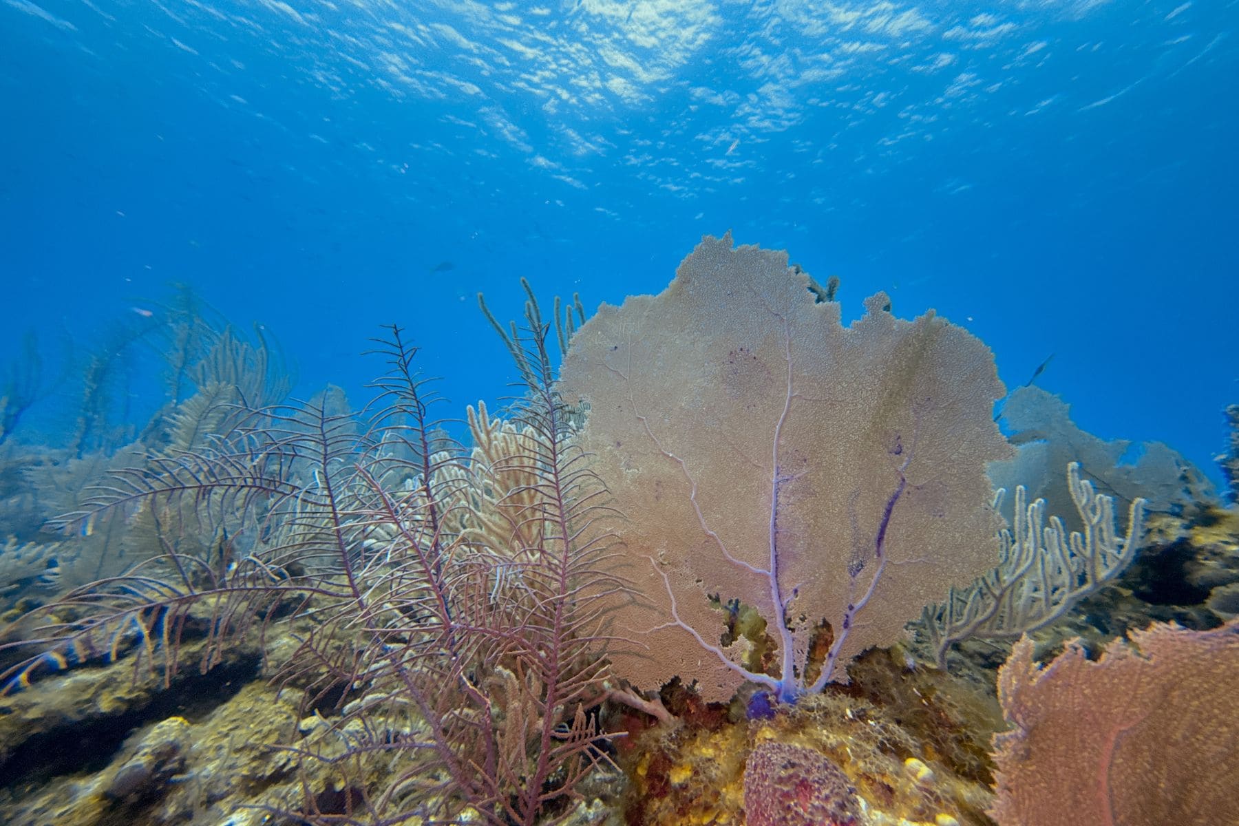 Large purple sea fan and soft corals covering a reef slope at Glover's Atoll, Belize