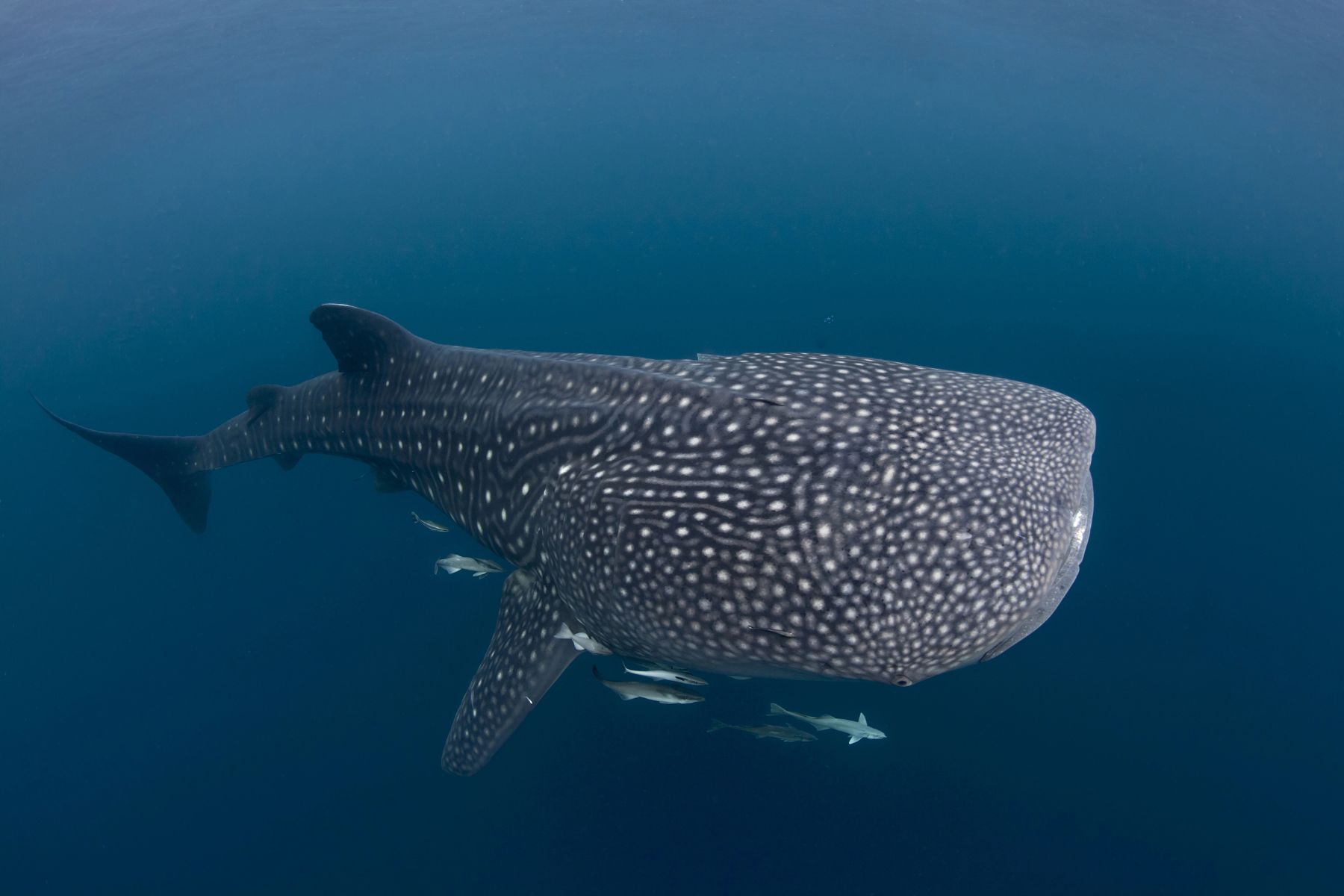 Whale shark cruising through open blue water with small remoras trailing under its belly