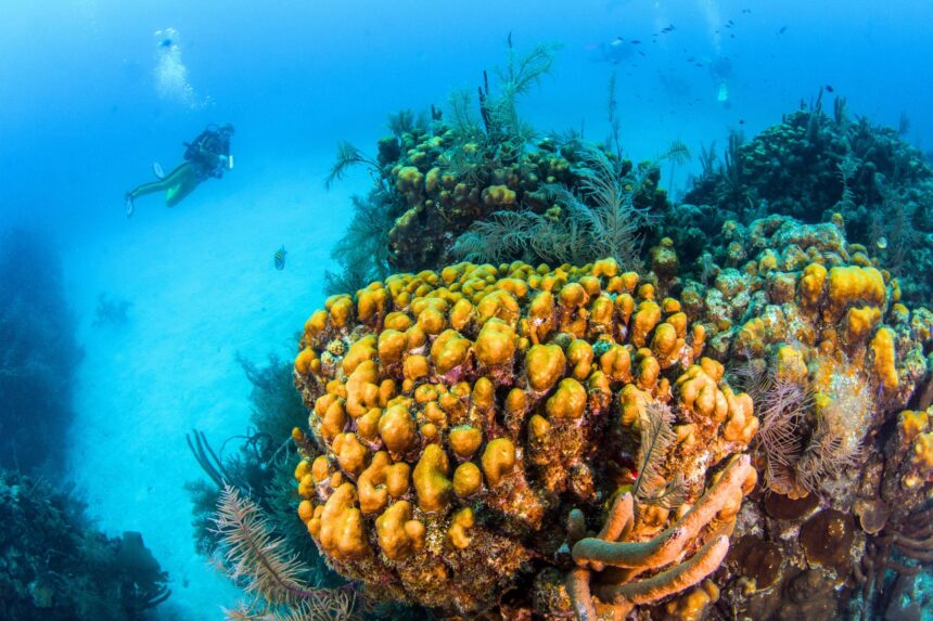Scuba diver hovering over a Belize reef dominated by a large mound of yellow coral and sponges