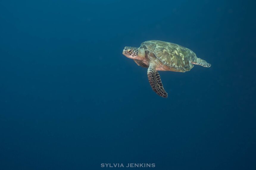 Green sea turtle gliding through deep blue water off North Sulawesi