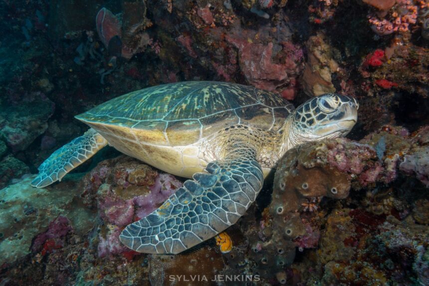 Green turtle resting on a coral-covered reef in North Sulawesi