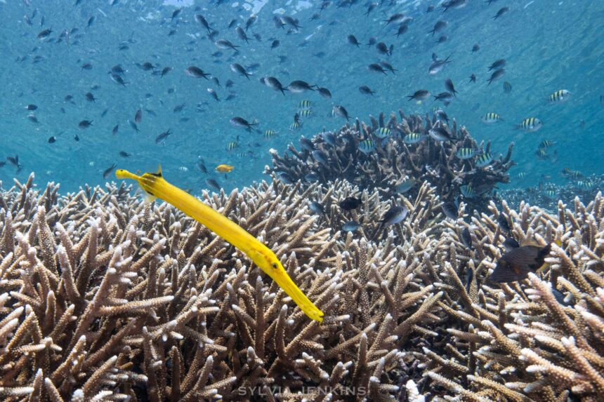 Yellow trumpetfish hovering over a staghorn coral field with reef fish schooling above