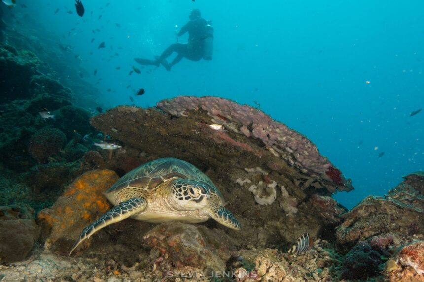Green turtle on the reef with a scuba diver silhouetted in the blue above, North Sulawesi