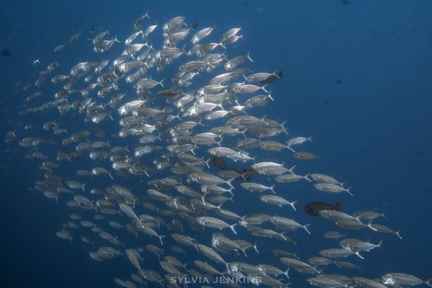 Dense school of silver fusiliers turning together in open blue water