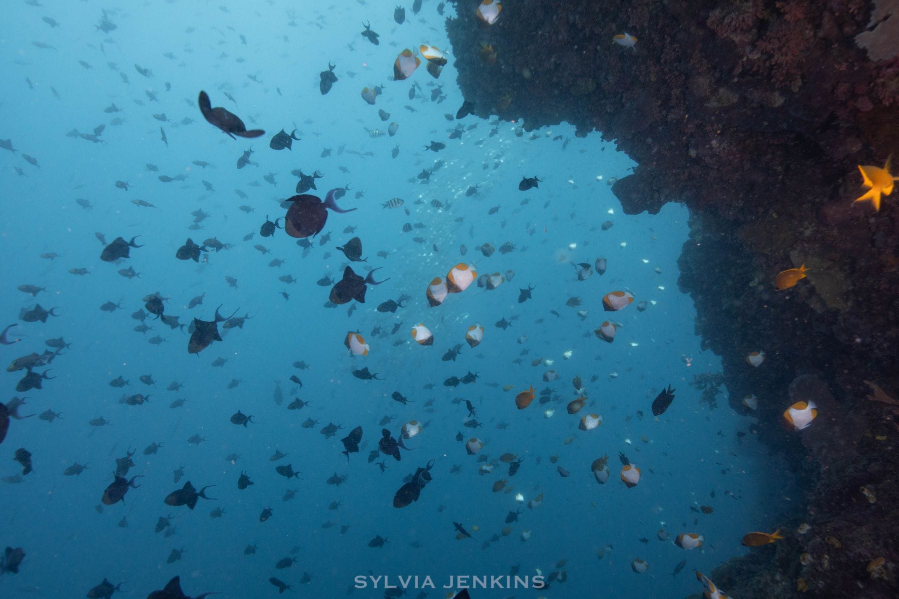 Dense school of reef fish swarming along a coral wall in North Sulawesi