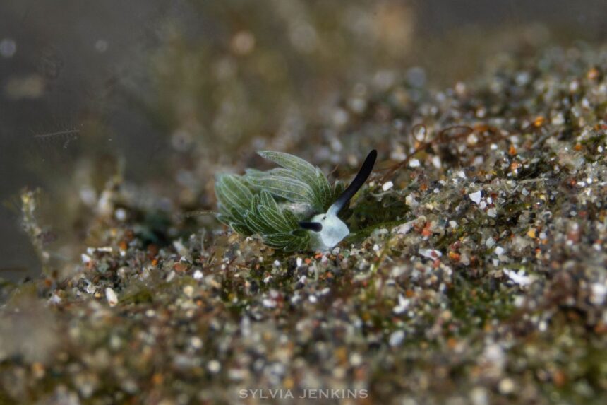 Tiny green and white nudibranch crawling over a silty muck bottom in North Sulawesi