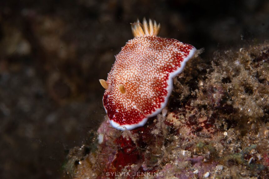 Red and white spotted nudibranch crossing dark reef rubble on a night dive