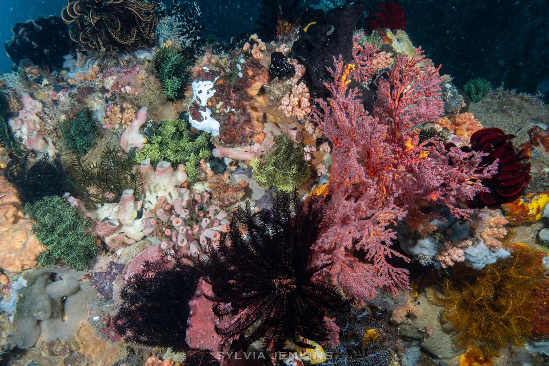 Reef wall packed with pink soft coral, feather stars and colorful sponges in North Sulawesi