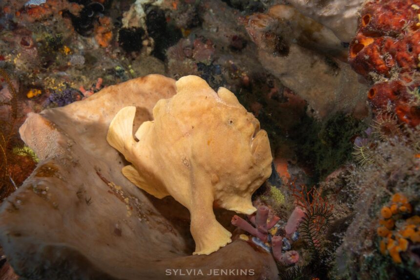 Large pale yellow giant frogfish perched on a sponge among colorful reef growth