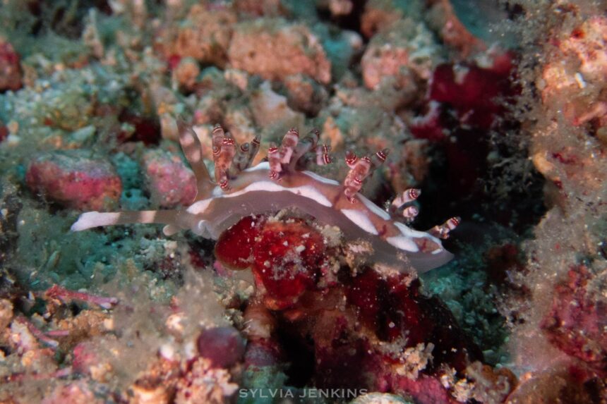 White nudibranch with red and white banded cerata crawling over coral rubble