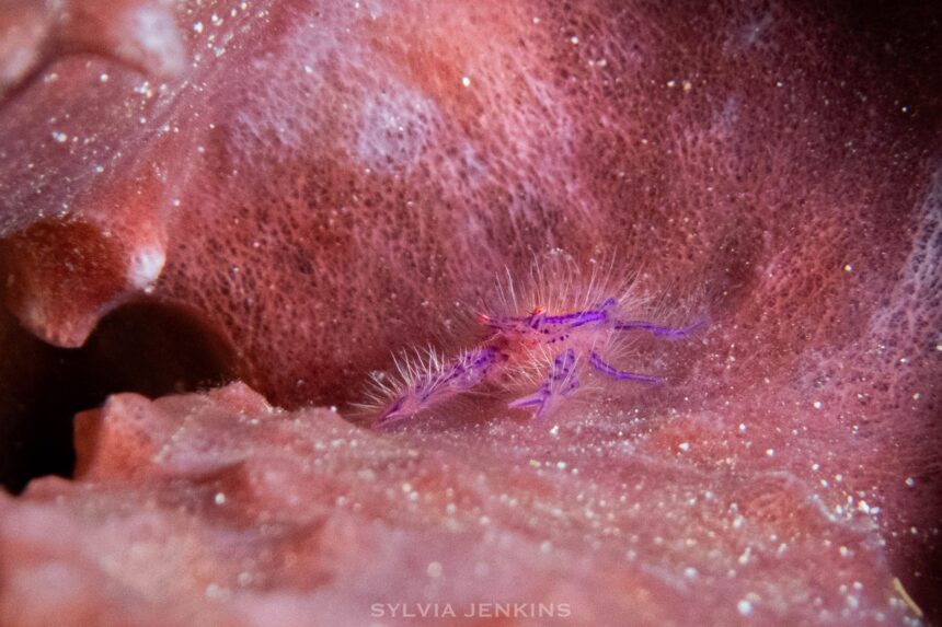 Tiny purple hairy squat lobster tucked into the folds of a pink barrel sponge