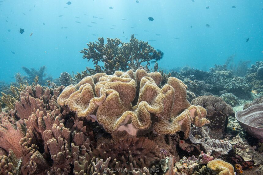 Broad soft leather coral and hard corals covering a shallow reef in clear blue water
