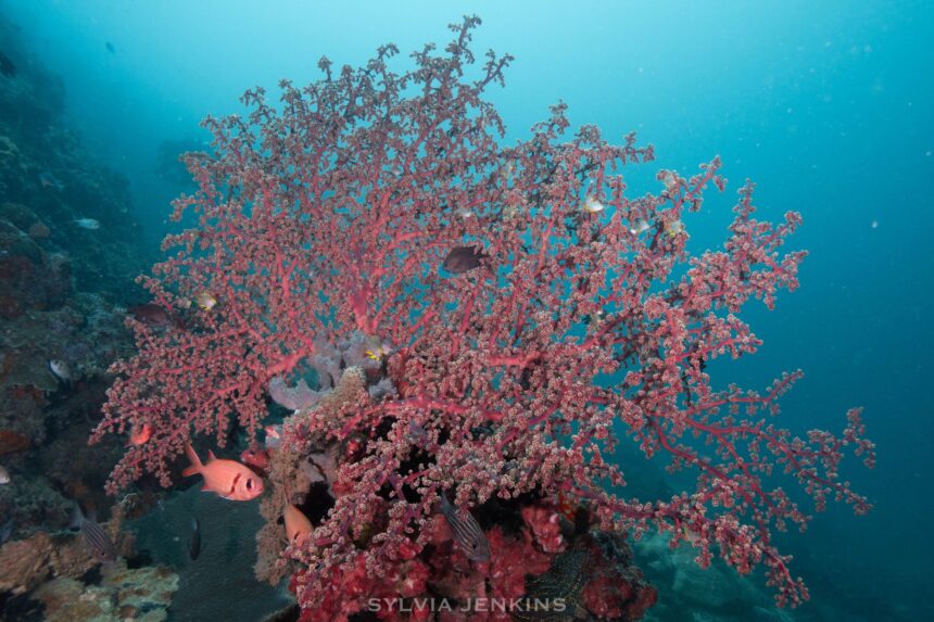 Large pink soft coral tree in blue water with small reef fish sheltering beneath it