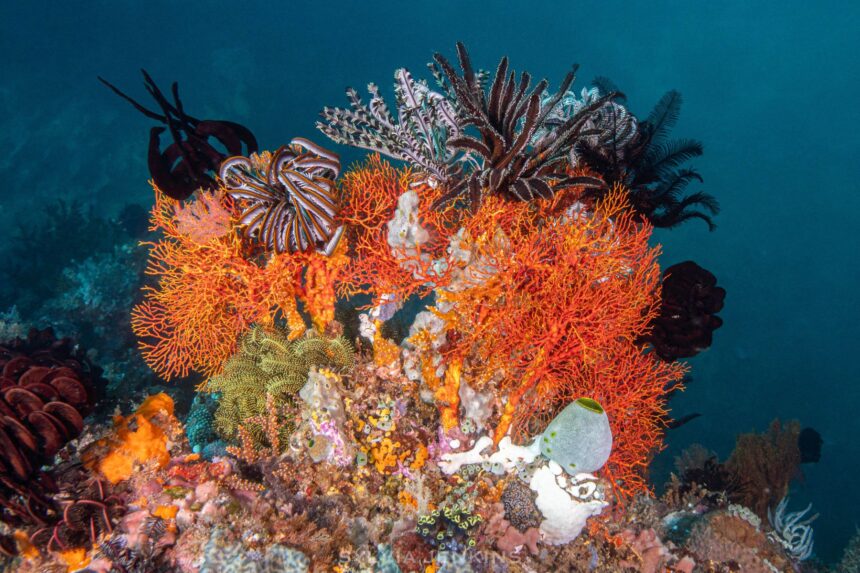Orange sea fans, crinoids and sponges crowded on a reef pinnacle in dark blue water