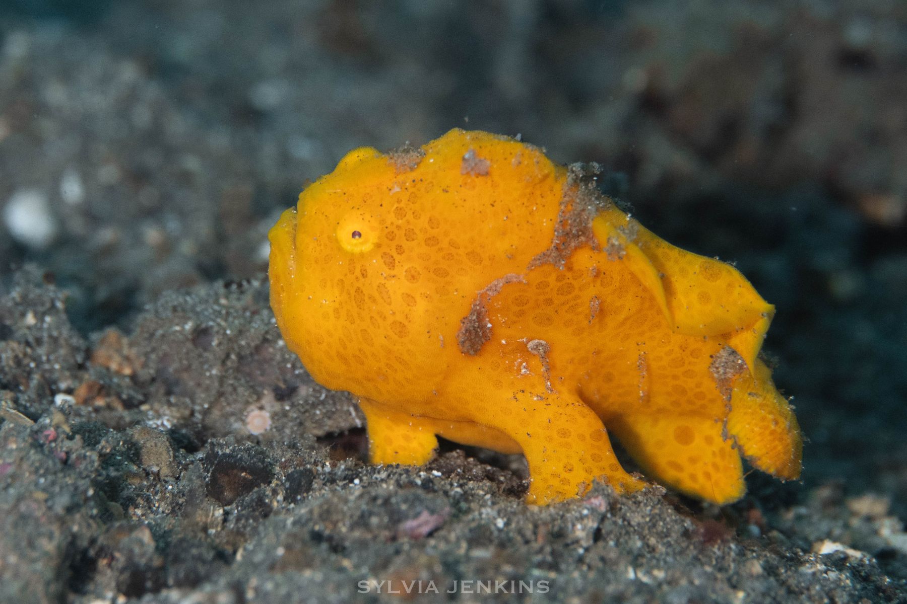 Bright yellow frogfish sitting on black volcanic sand at a North Sulawesi muck site