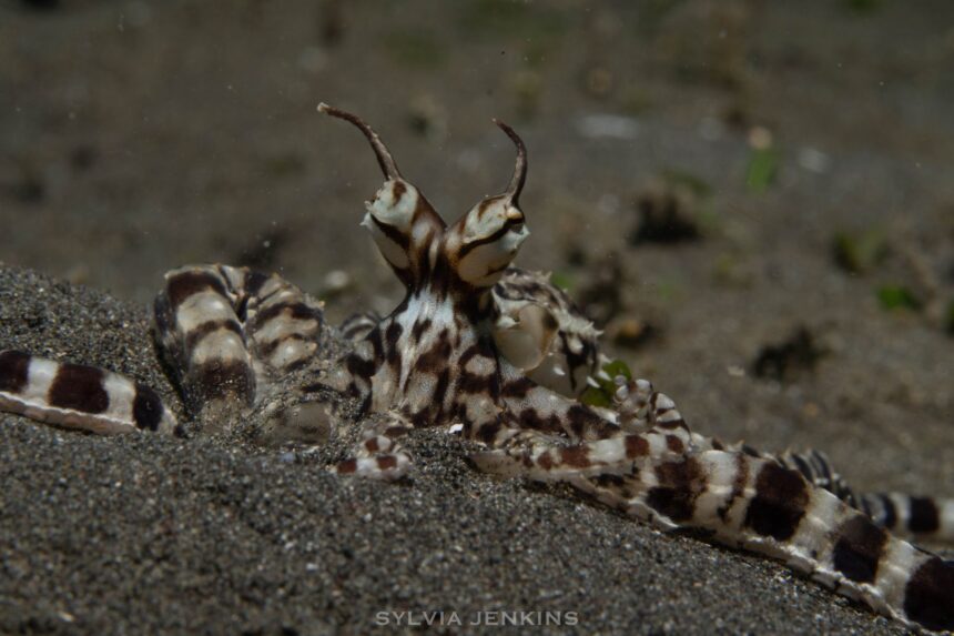 Mimic octopus with brown and white banded arms raised above black volcanic sand