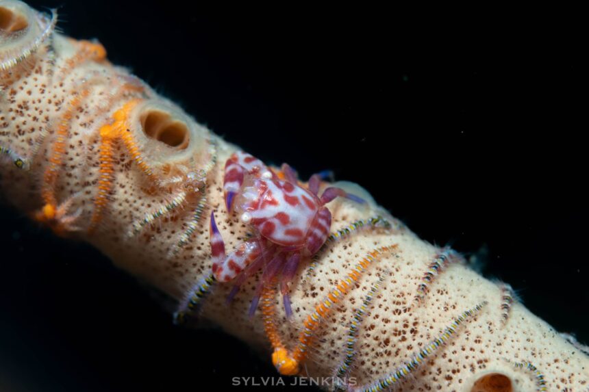 Small red and white spotted porcelain crab sitting on a sponge covered branch