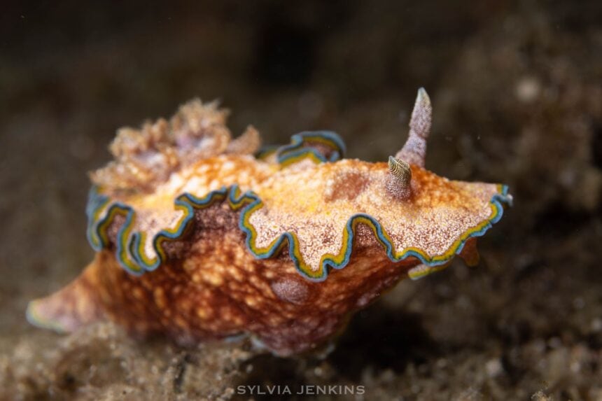 Orange and cream nudibranch with blue and yellow frilled mantle edge on dark sand