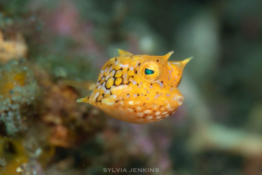 Juvenile longhorn cowfish with yellow body, blue spots and bright green eye