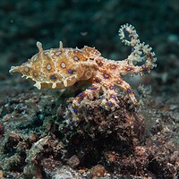 Blue-ringed octopus showing its blue rings as it crawls over dark rubble in North Sulawesi