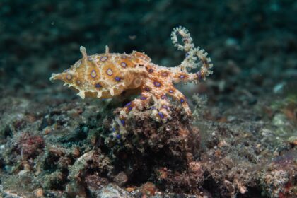 Blue-ringed octopus showing its blue rings as it crawls over dark rubble in North Sulawesi