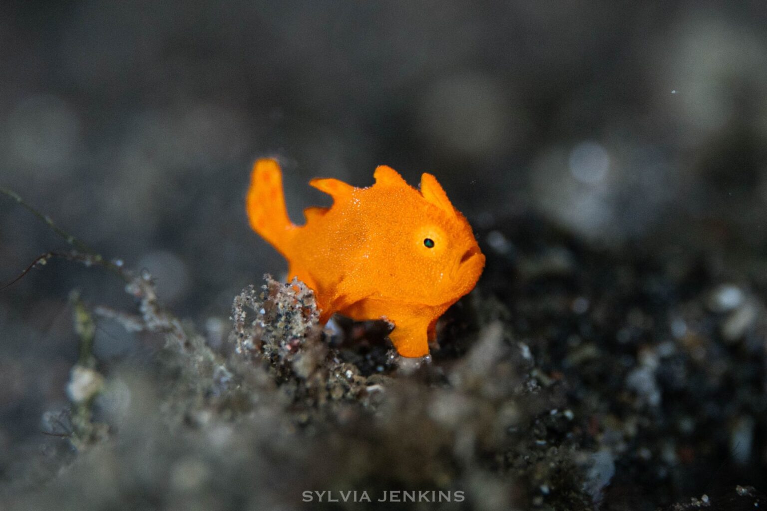 Bright orange juvenile frogfish barely larger than a fingernail on black sand
