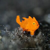 Bright orange juvenile frogfish barely larger than a fingernail on black sand