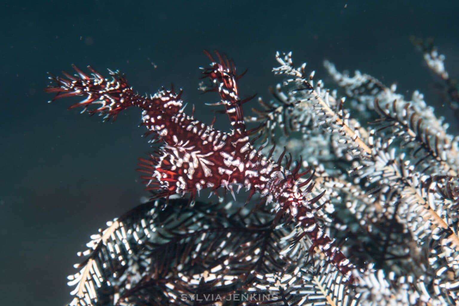 Ornate ghost pipefish camouflaged against a black and white crinoid