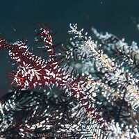 Ornate ghost pipefish camouflaged against a black and white crinoid