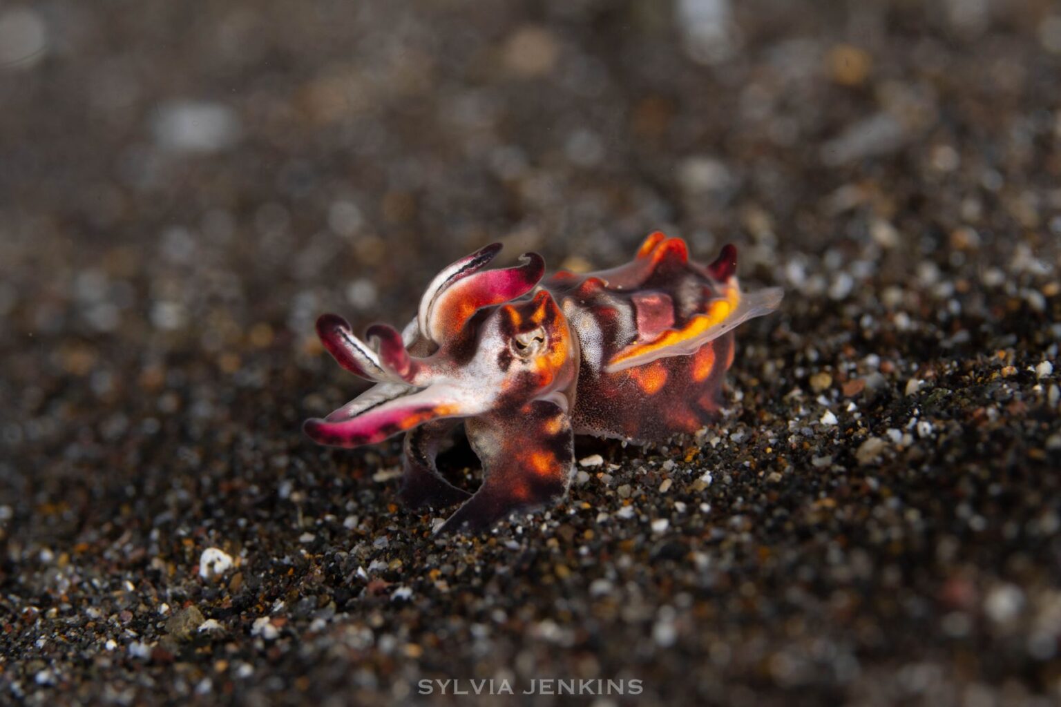 Flamboyant cuttlefish flashing purple and yellow colors while walking across black sand