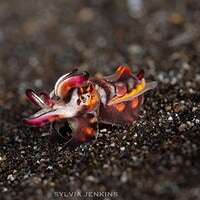 Flamboyant cuttlefish flashing purple and yellow colors while walking across black sand