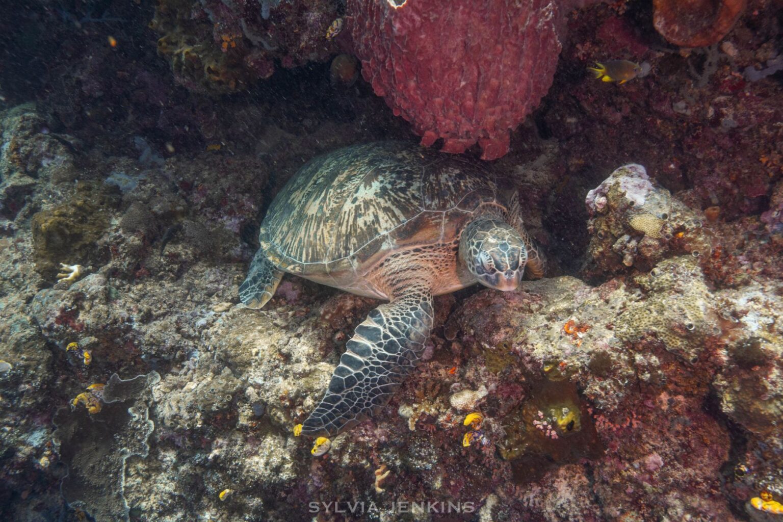 Green sea turtle resting on the reef beneath a large barrel sponge at Bunaken