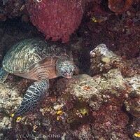 Green sea turtle resting on the reef beneath a large barrel sponge at Bunaken