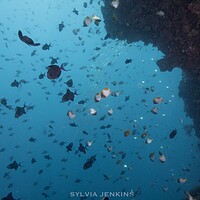 Dense schools of reef fish swirling along a steep wall at Bunaken National Park