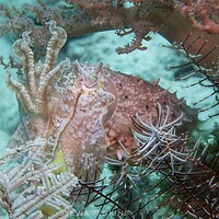 Cuttlefish hovering among soft corals and crinoids on a reef at Bangka Island