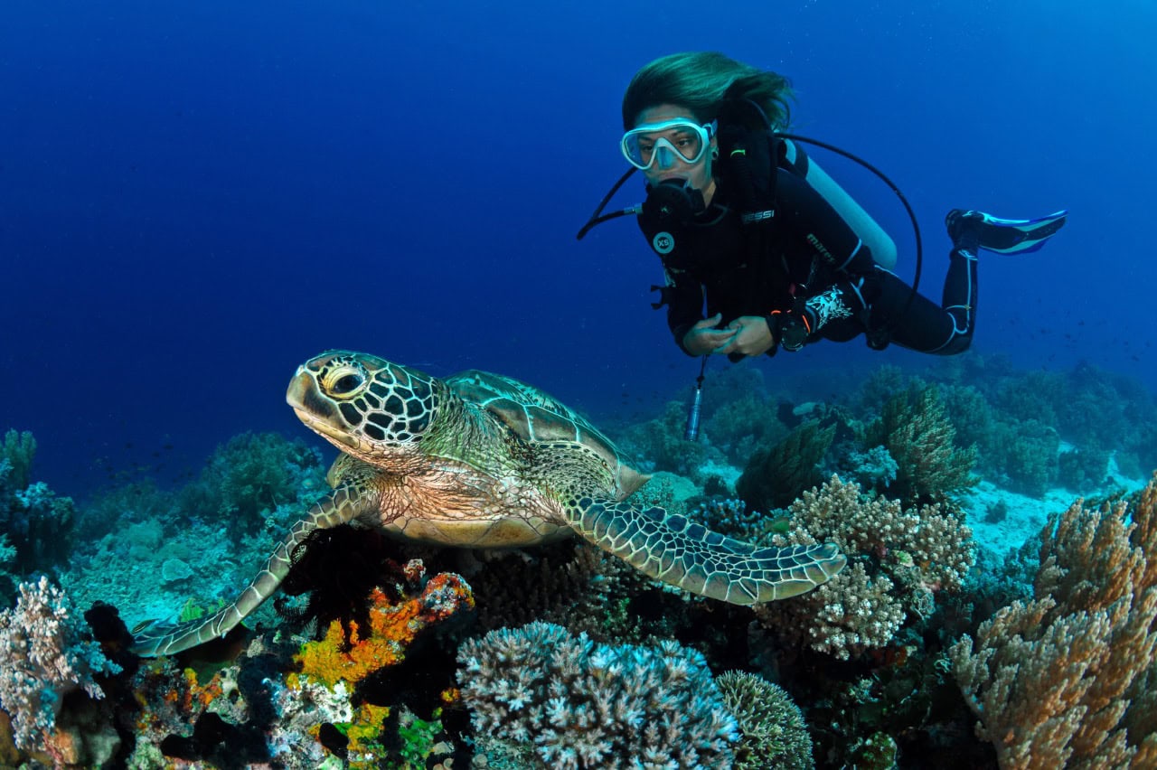 A scuba diver hovers above a green sea turtle resting on a coral reef in clear blue water