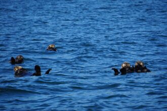 Sea otters floating on their backs in blue coastal water