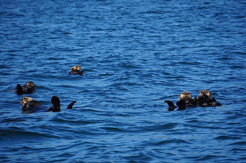 Sea otters floating on their backs in blue coastal water