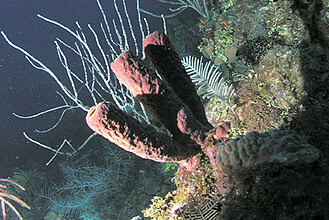 Three scuba divers above a sponge in Roatan, Honduras