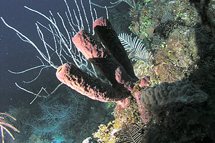 Three scuba divers above a sponge in Roatan, Honduras