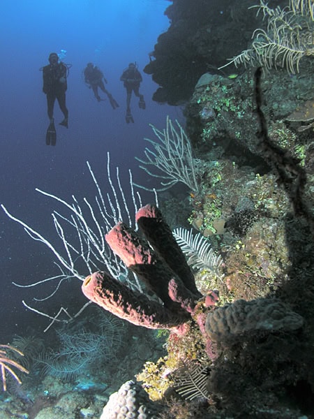 Three scuba divers above a sponge in Roatan, Honduras