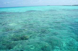 Coral reefs in the Maldives