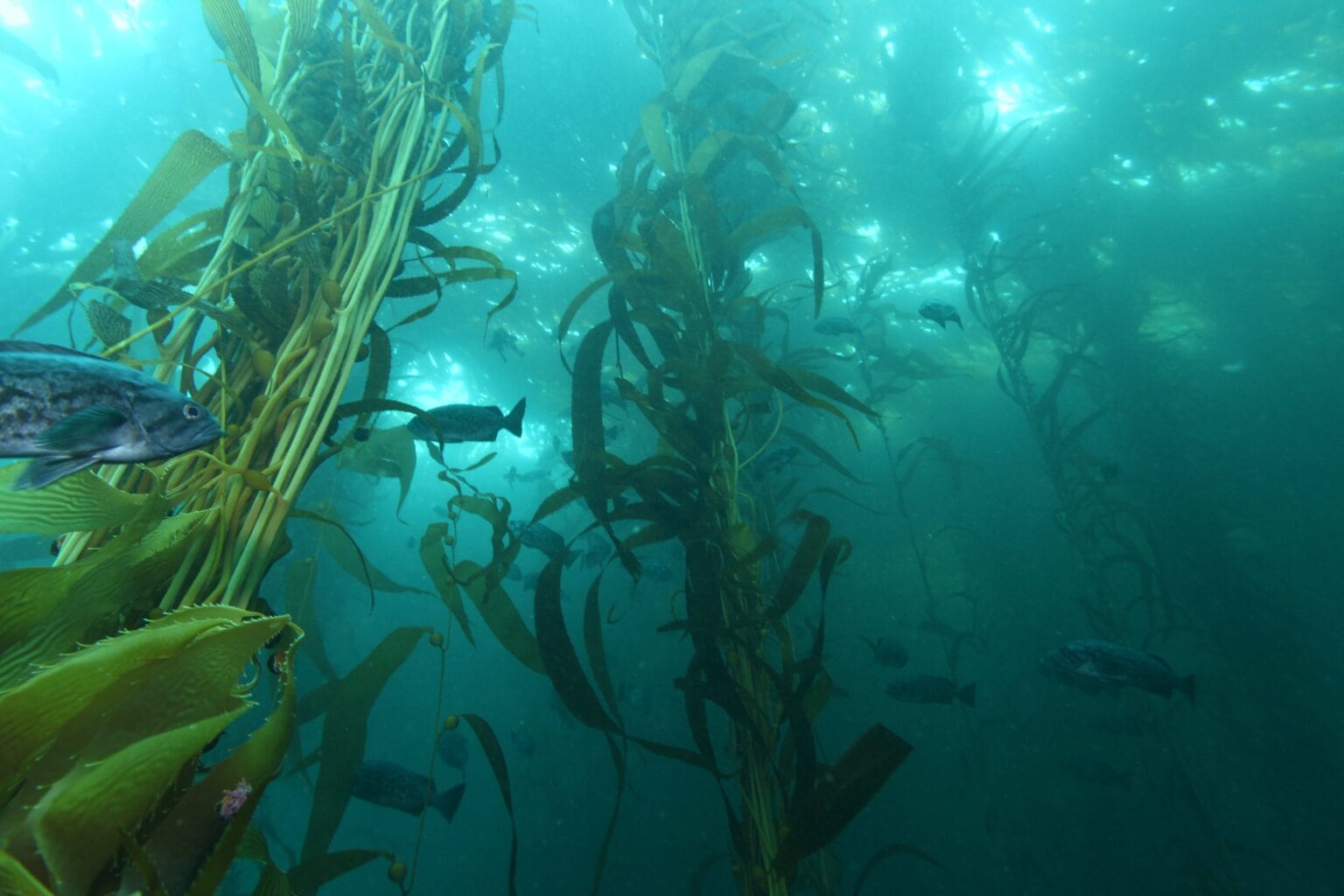 Kelp habitat with a blue rockfish, Monterey Bay